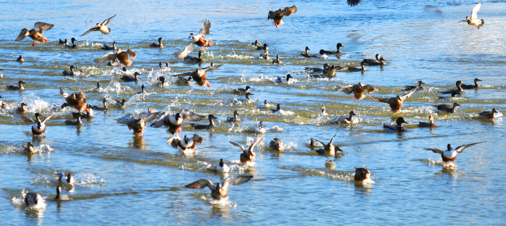 Canards souchet et colvert atterrissant ©Cécilia Fridlender